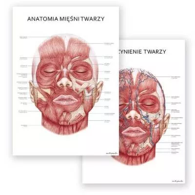 Zestaw plansz anatomicznych - Mięśnie i unaczynienie twarzy - Marta Pawelec